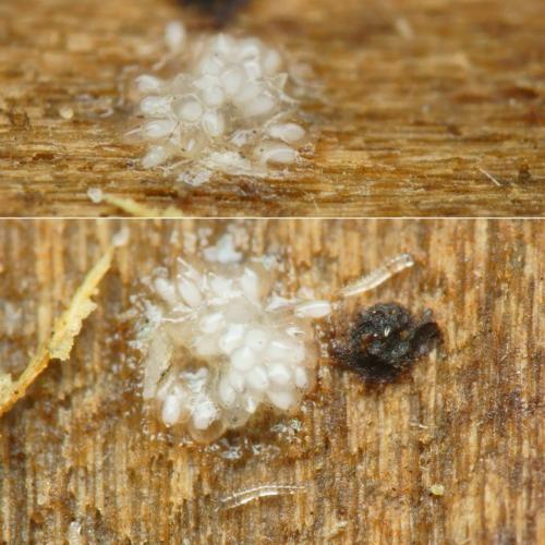 Réf. 221 193 : Forcipomyia sp.